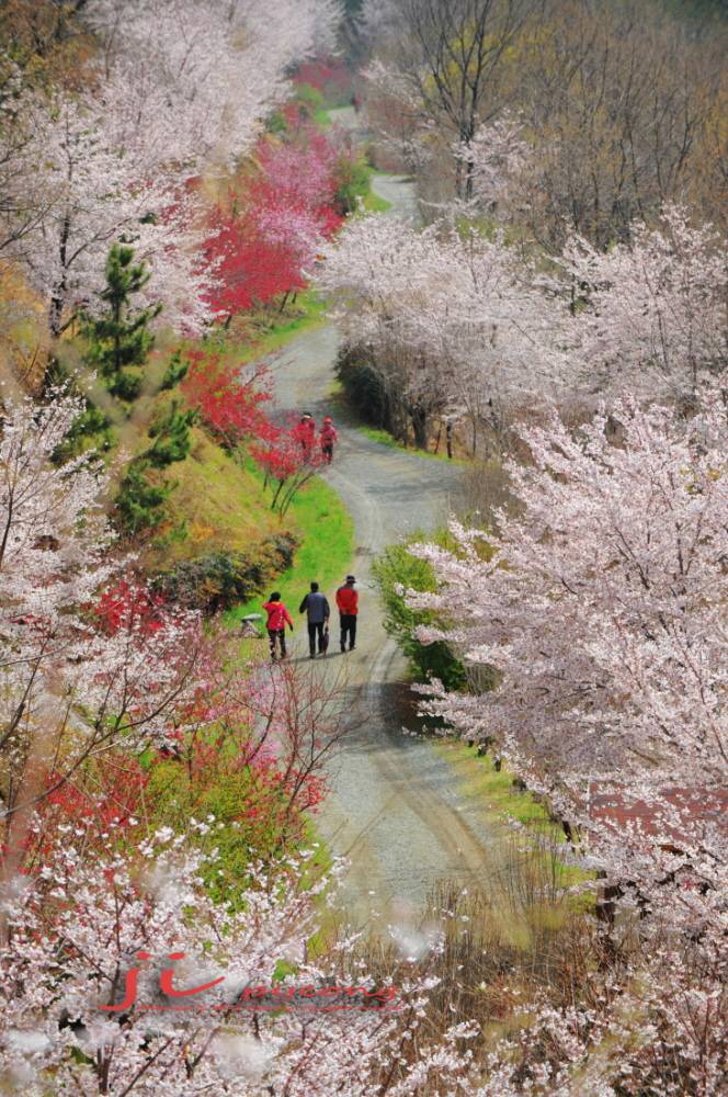 꽃속의 오솔길 (커뮤니티 - 포토갤러리)
