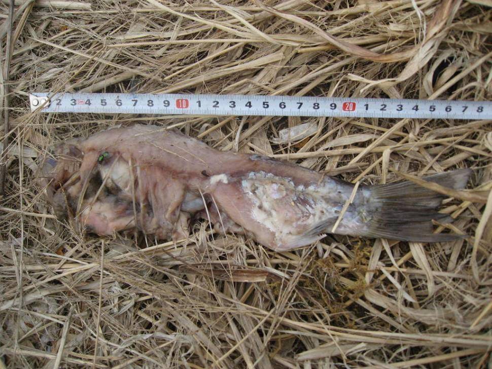 배스 블루길 나는 이렇게 생각한다 (월척지식 - 옥수수내림낚시)