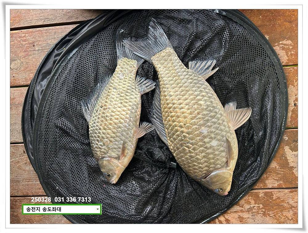 한기에 허리급 (유료터정보 - 유료터점주조황)