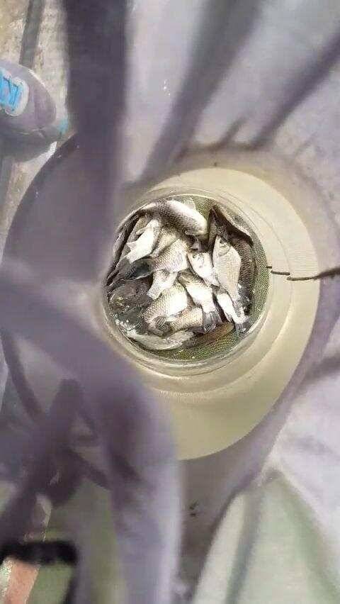 아산 안골지 조황정보 입니다 (유료터정보 - 유료터점주조황)