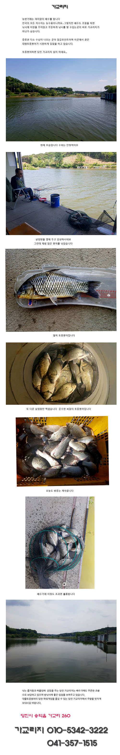 배수기에도 대물토종붕어는 나옵니다 (유료터정보 - 유료터점주조황)