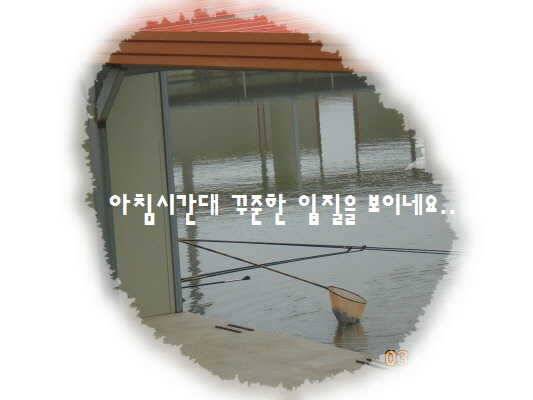 도심속의 작은 쉼터 화성 관리 낚시터입니다밤이 좋아라 (유료터정보 - 유료터점주조황)