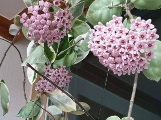 아산 안골지 조황정보 입니다 (유료터정보 - 유료터점주조황)