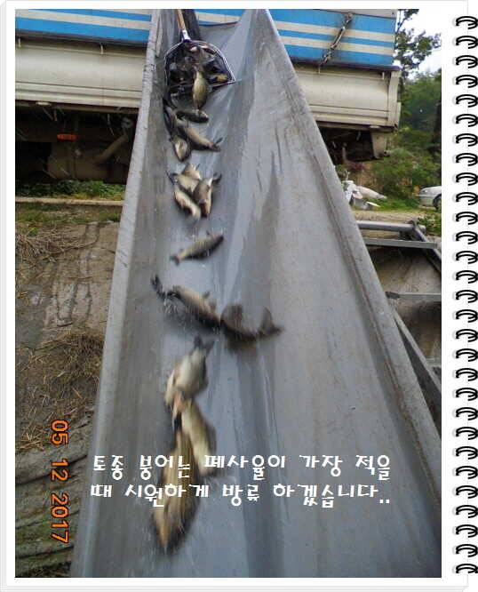 도심속의 작은 쉼터 화성 관리 낚시터입니다 (유료터정보 - 유료터점주조황)