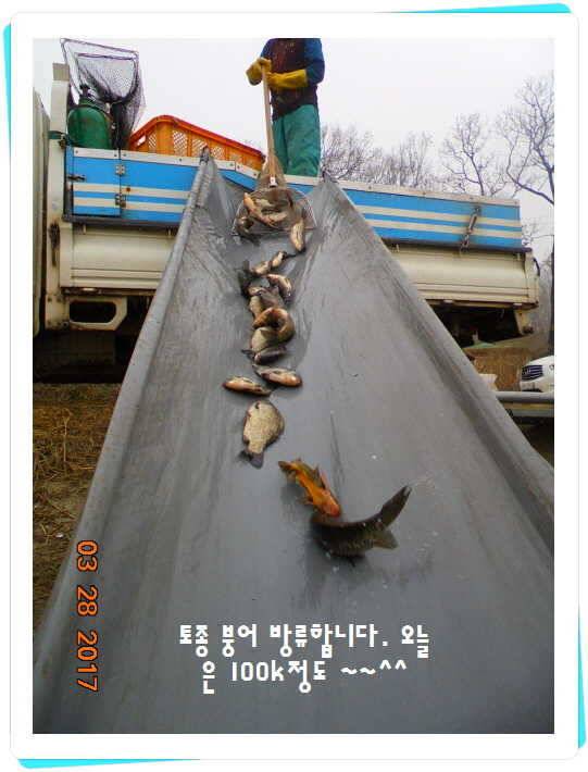 도심속의 작은 쉼터 화성 관리 낚시터입니다밤이 좋아라 (유료터정보 - 유료터점주조황)