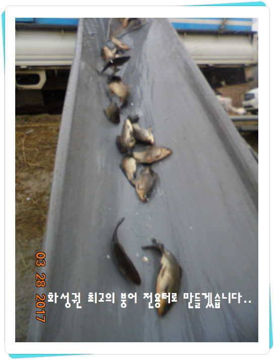 도심속의 작은 쉼터 화성 관리 낚시터입니다밤이 좋아라 (유료터정보 - 유료터점주조황)