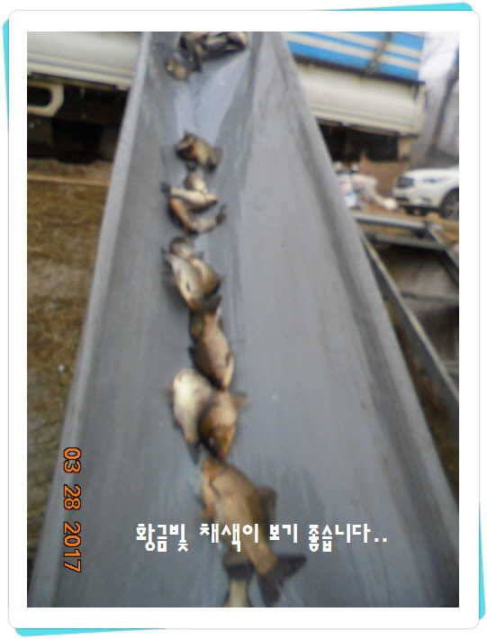 도심속의 작은 쉼터 화성 관리 낚시터입니다밤이 좋아라 (유료터정보 - 유료터점주조황)