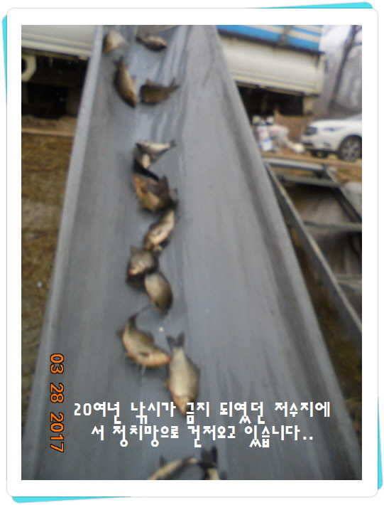 도심속의 작은 쉼터 화성 관리 낚시터입니다밤이 좋아라 (유료터정보 - 유료터점주조황)