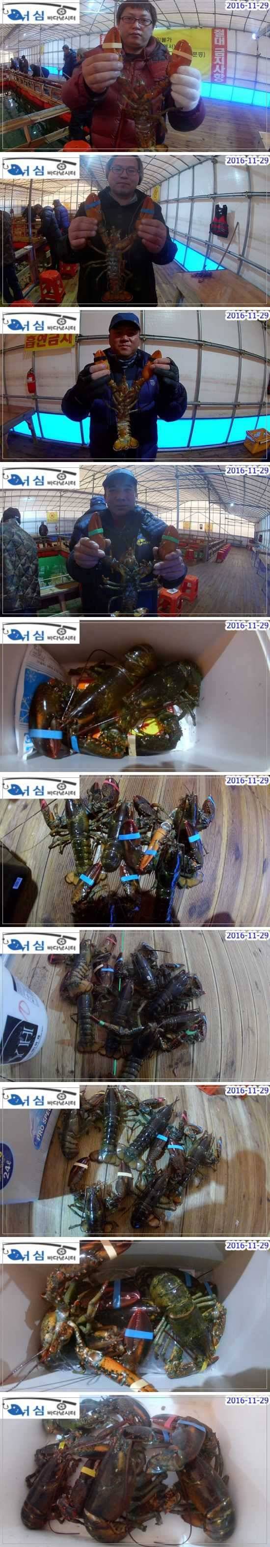 11월 29일 어심바다낚시터 노지 및 랍스타 조황 (유료터정보 - 유료터점주조황)