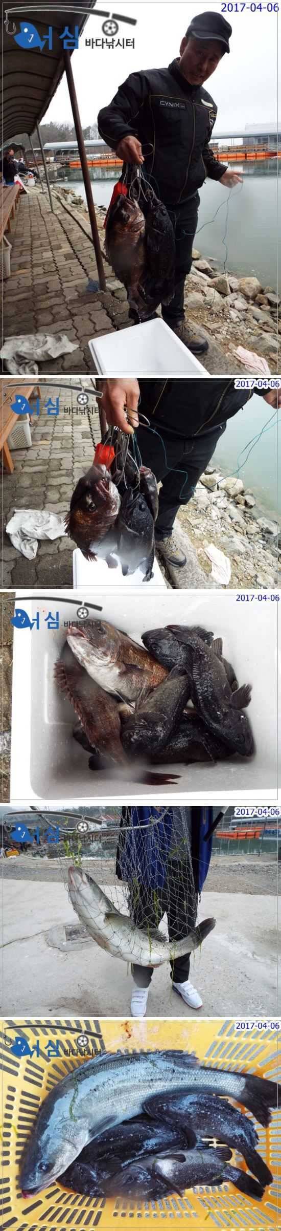 4월6일어심바다낚시터조황 (유료터정보 - 유료터점주조황)
