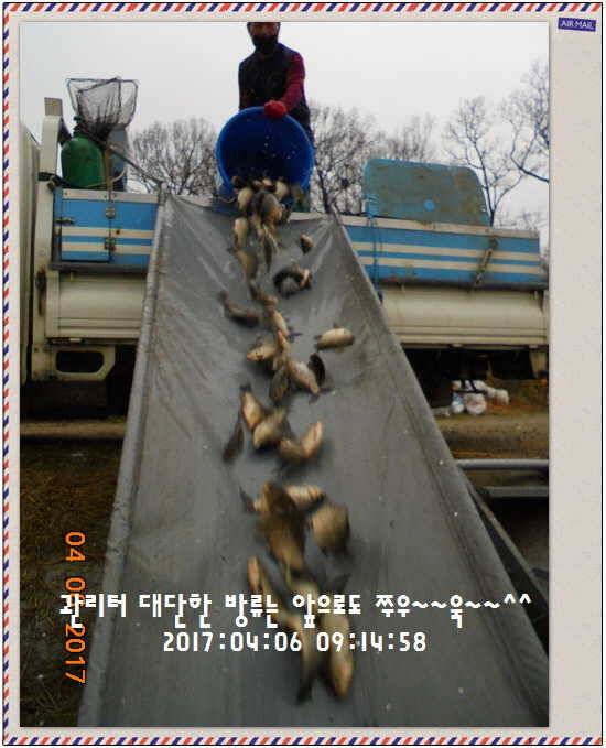 도심속의 작은 쉼터 화성 관리 낚시터입니다대박입니다 (유료터정보 - 유료터점주조황)