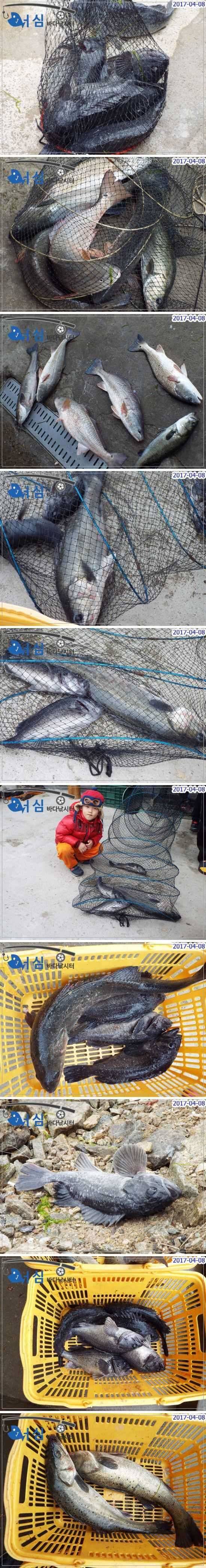 우울한주말4월8일 어심바다낚시터조황 (유료터정보 - 유료터점주조황)