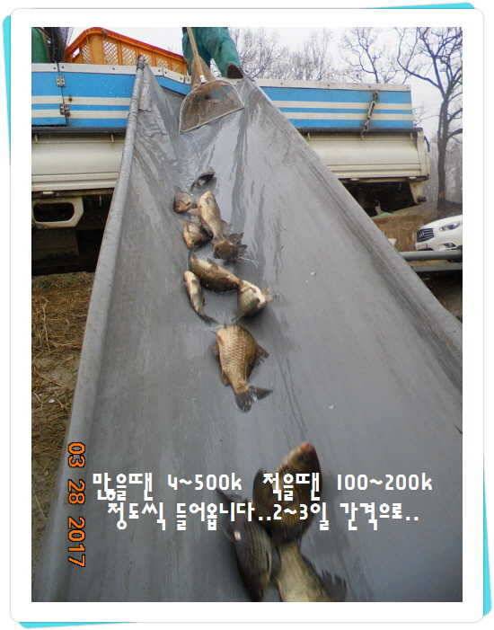 도심속의 작은 쉼터 화성 관리 낚시터입니다밤이 좋아라 (유료터정보 - 유료터점주조황)
