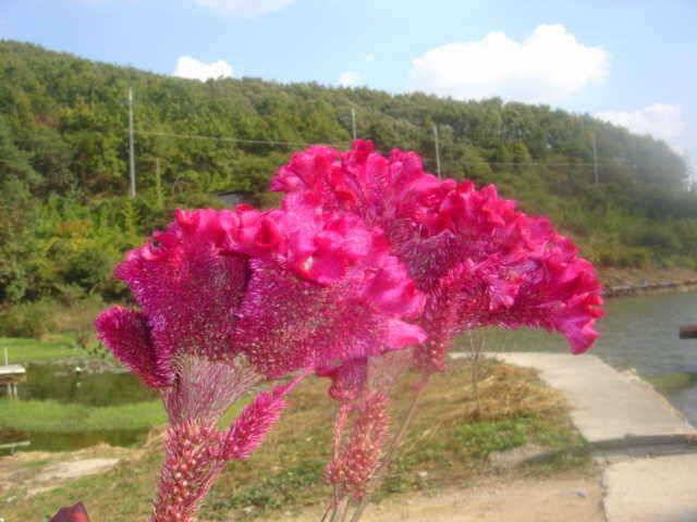 저녁 입질이 좋아 지네요 (유료터정보 - 유료터점주조황)