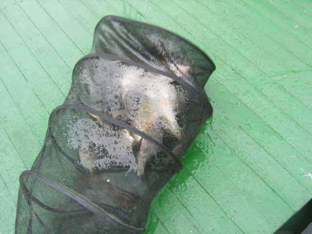 ★★ 연밭속에 떡 토종붕어 ★★ (유료터정보 - 유료터점주조황)