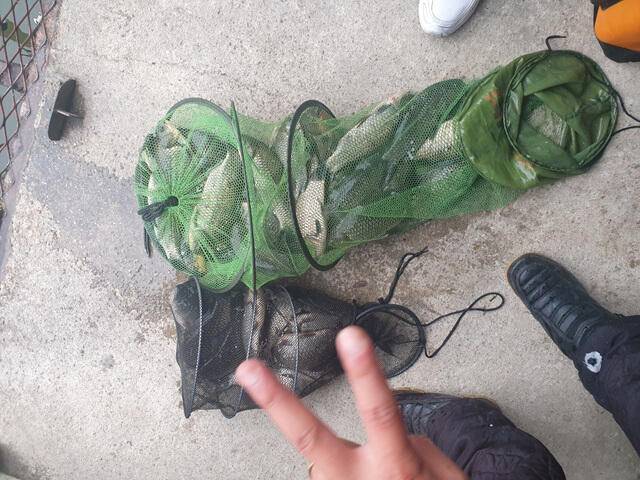 가깝고 물좋고 경치 좋은곳용인삼인낚시터 (유료터정보 - 유료터점주조황)