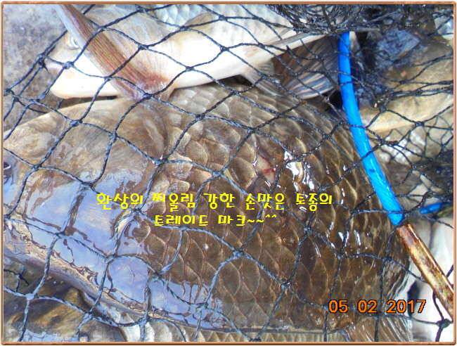 도심속의 작은 쉼터 화성 관리 낚시터입니다 (유료터정보 - 유료터점주조황)