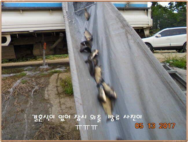 도심속의 작은 쉼터 화성 관리 낚시터입니다 (유료터정보 - 유료터점주조황)