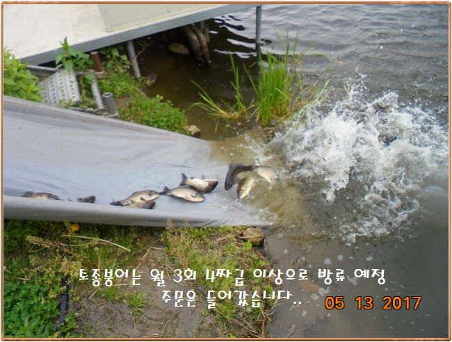 도심속의 작은 쉼터 화성 관리 낚시터입니다 (유료터정보 - 유료터점주조황)