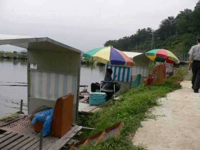 청도 유등낚시터로 (유료터정보 - 유료터점주조황)