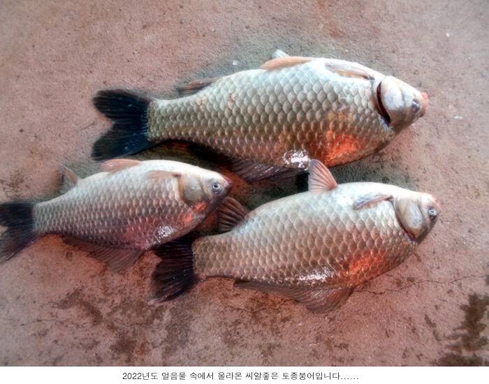 2022년 새해시작 조황입니다 (유료터정보 - 유료터점주조황)