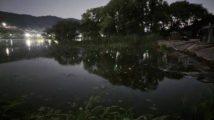 아산 명품 월랑낚시터 5월 세번째 조황이야기입니다 (유료터정보 - 유료터점주조황)