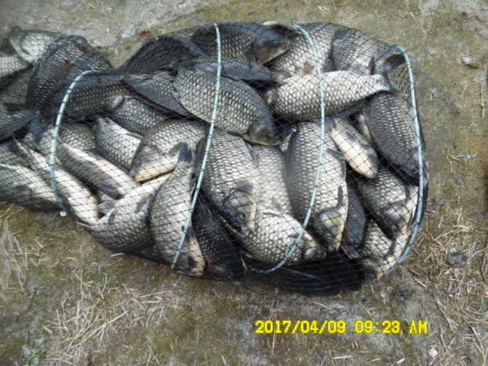 경주동산낚시터 (유료터정보 - 유료터점주조황)