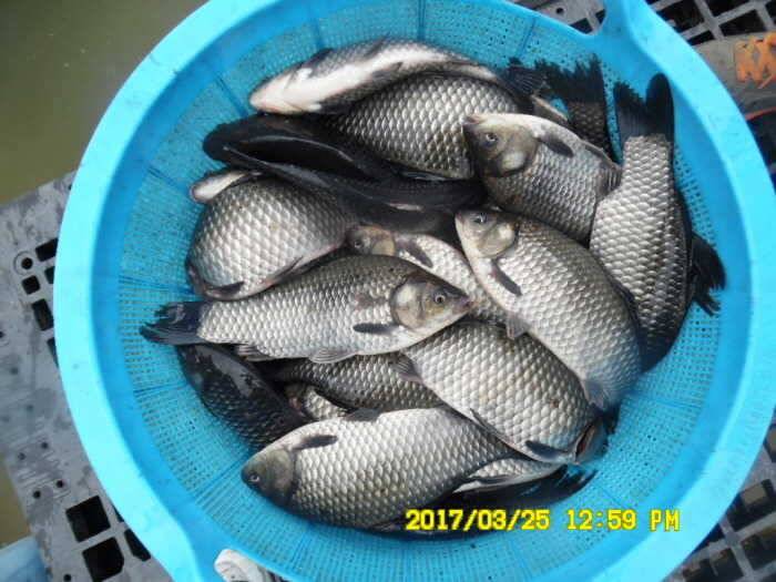 경주동산낚시터 4월1일 개장합니다 (유료터정보 - 유료터점주조황)