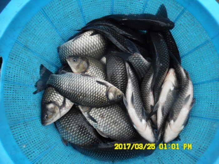 경주동산낚시터 4월1일 개장합니다 (유료터정보 - 유료터점주조황)
