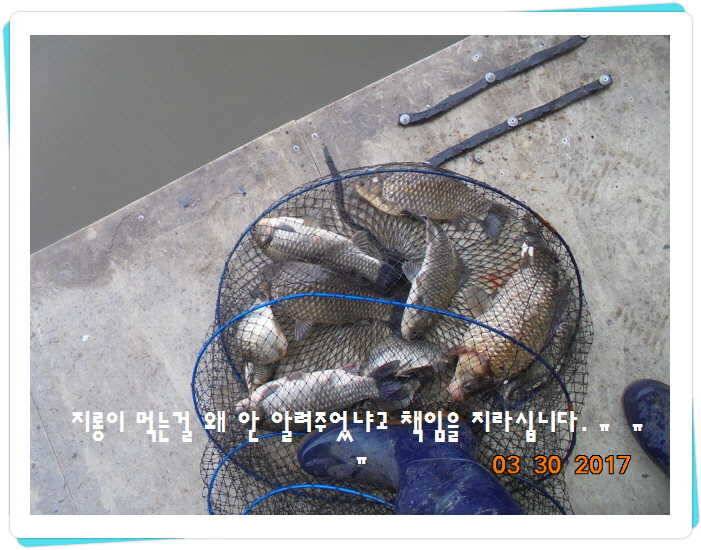 도심속의 작은 쉼터 화성 관리 낚시터입니다밤이 좋아 (유료터정보 - 유료터점주조황)