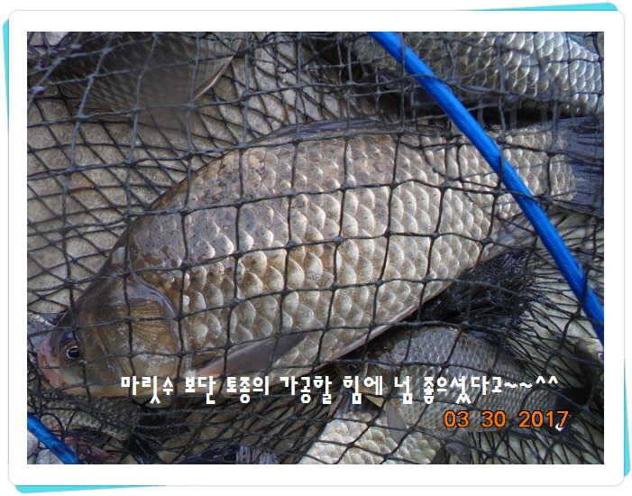 도심속의 작은 쉼터 화성 관리 낚시터입니다밤이 좋아 (유료터정보 - 유료터점주조황)
