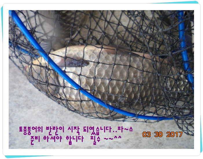 도심속의 작은 쉼터 화성 관리 낚시터입니다밤이 좋아 (유료터정보 - 유료터점주조황)