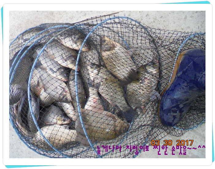 도심속의 작은 쉼터 화성 관리 낚시터입니다밤이 좋아 (유료터정보 - 유료터점주조황)
