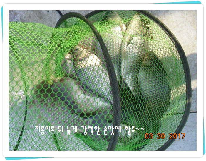 도심속의 작은 쉼터 화성 관리 낚시터입니다밤이 좋아 (유료터정보 - 유료터점주조황)