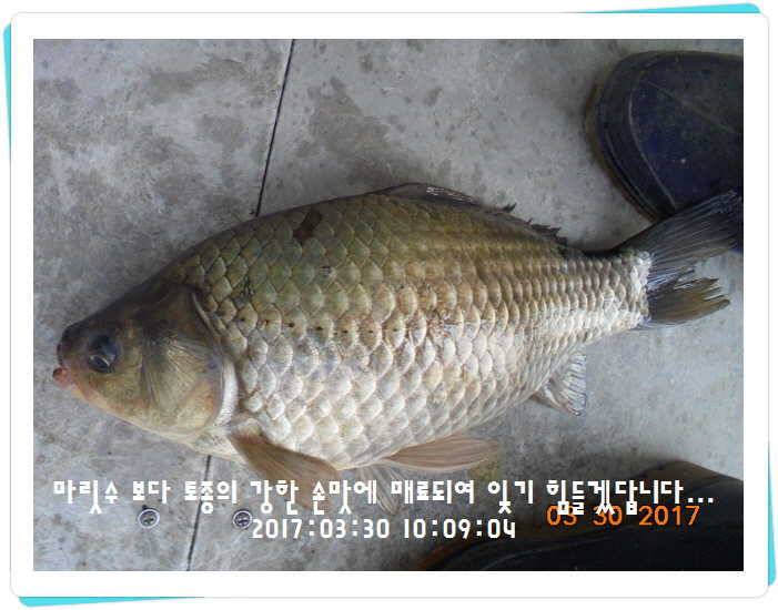 도심속의 작은 쉼터 화성 관리 낚시터입니다밤이 좋아 (유료터정보 - 유료터점주조황)
