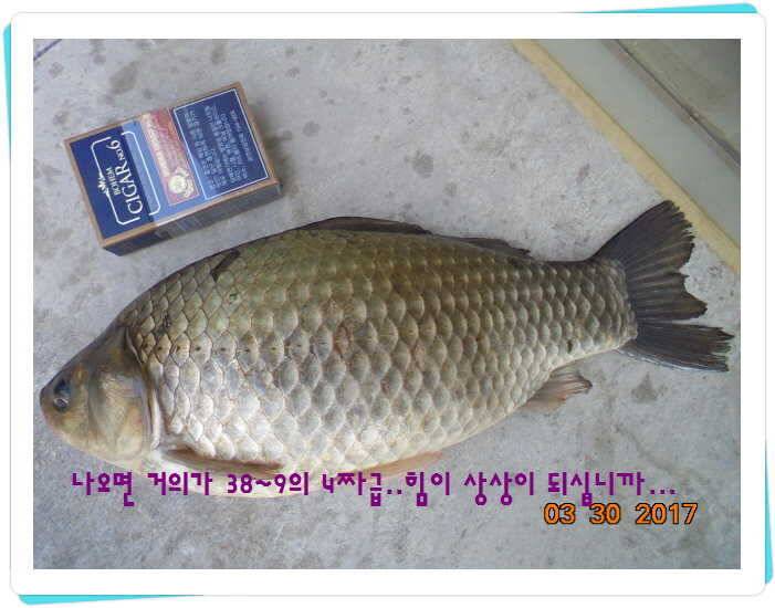 도심속의 작은 쉼터 화성 관리 낚시터입니다밤이 좋아 (유료터정보 - 유료터점주조황)