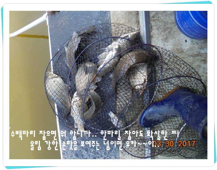 도심속의 작은 쉼터 화성 관리 낚시터입니다밤이 좋아 (유료터정보 - 유료터점주조황)