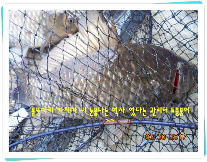 도심속의 작은 쉼터 화성 관리 낚시터입니다밤이 좋아 (유료터정보 - 유료터점주조황)