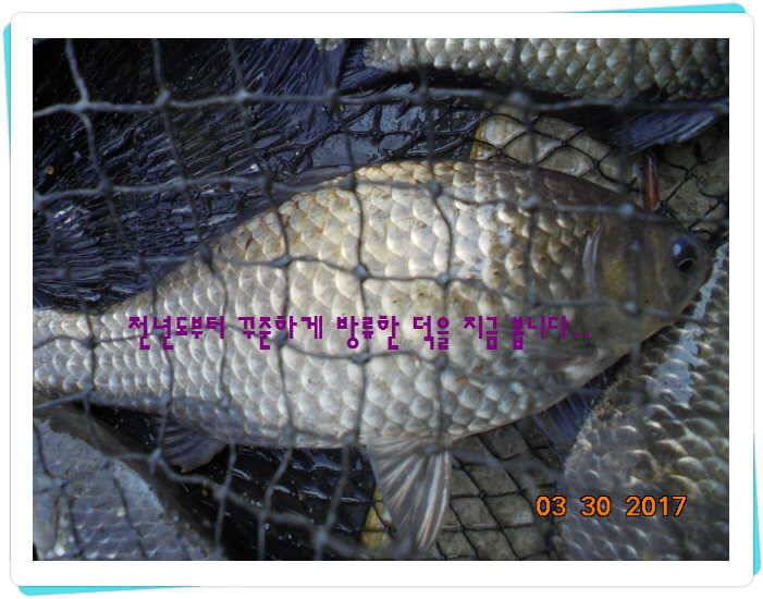 도심속의 작은 쉼터 화성 관리 낚시터입니다밤이 좋아 (유료터정보 - 유료터점주조황)