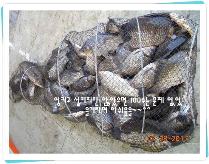 도심속의 작은 쉼터 화성 관리 낚시터입니다밤이 좋아라 (유료터정보 - 유료터점주조황)