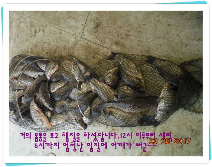 도심속의 작은 쉼터 화성 관리 낚시터입니다밤이 좋아라 (유료터정보 - 유료터점주조황)