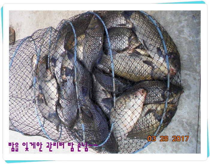 도심속의 작은 쉼터 화성 관리 낚시터입니다밤이 좋아라 (유료터정보 - 유료터점주조황)