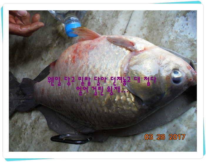 도심속의 작은 쉼터 화성 관리 낚시터입니다밤이 좋아라 (유료터정보 - 유료터점주조황)