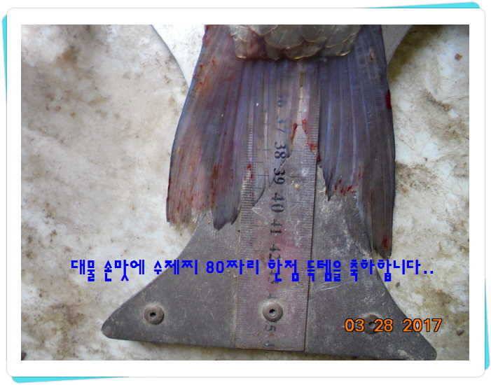 도심속의 작은 쉼터 화성 관리 낚시터입니다밤이 좋아라 (유료터정보 - 유료터점주조황)