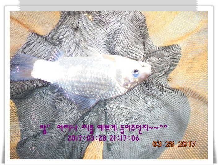 도심속의 작은 쉼터 화성 관리 낚시터입니다밤이 좋아라 (유료터정보 - 유료터점주조황)