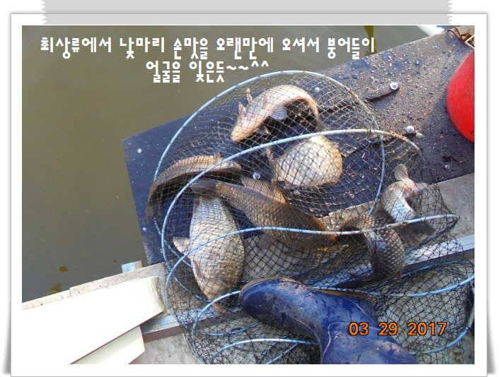 도심속의 작은 쉼터 화성 관리 낚시터입니다밤이 좋아라 (유료터정보 - 유료터점주조황)