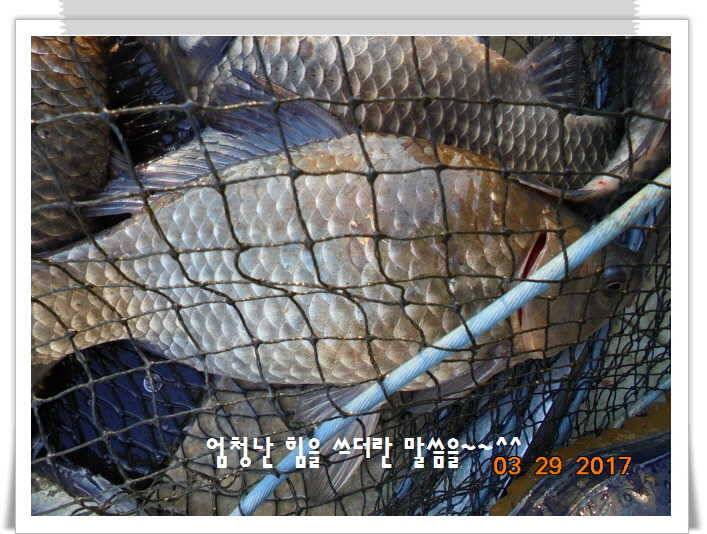 도심속의 작은 쉼터 화성 관리 낚시터입니다밤이 좋아라 (유료터정보 - 유료터점주조황)