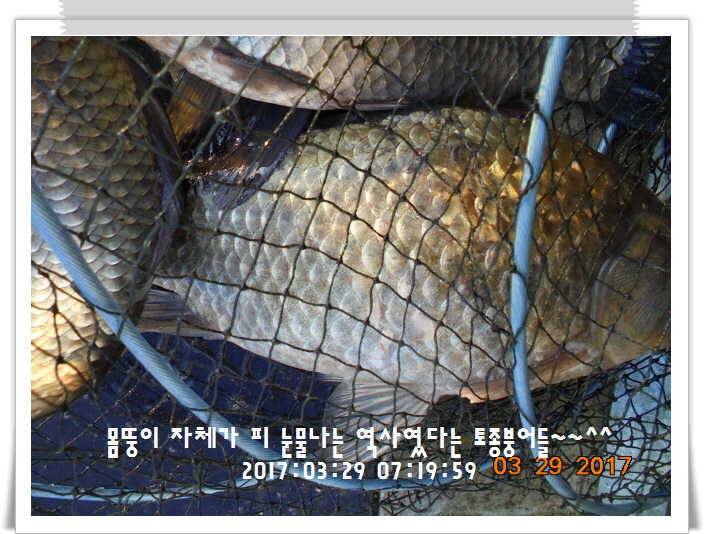 도심속의 작은 쉼터 화성 관리 낚시터입니다밤이 좋아라 (유료터정보 - 유료터점주조황)