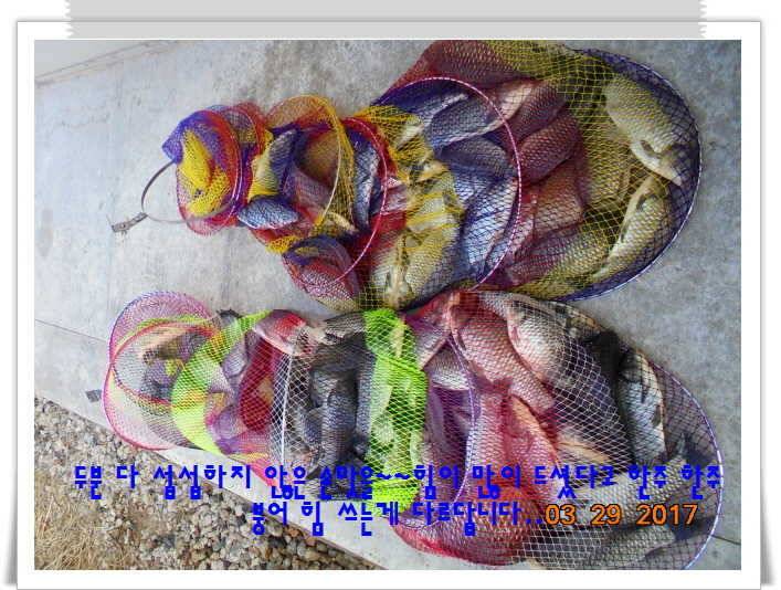도심속의 작은 쉼터 화성 관리 낚시터입니다밤이 좋아라 (유료터정보 - 유료터점주조황)