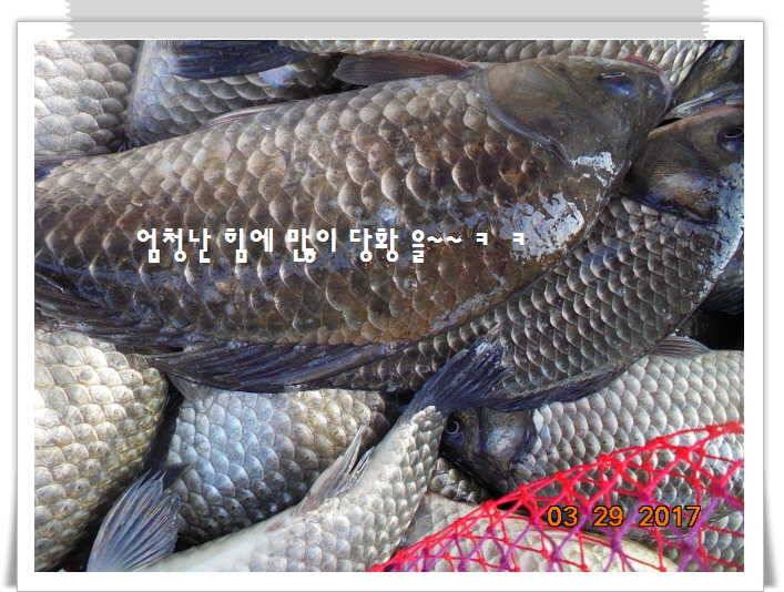 도심속의 작은 쉼터 화성 관리 낚시터입니다밤이 좋아라 (유료터정보 - 유료터점주조황)